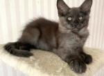 Onix - Maine Coon Kitten For Sale - 