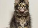 Charlotta - Maine Coon Kitten For Sale - Philadelphia, PA, US