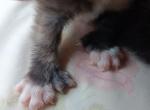 Poly Thumbelina of Sarah - Polydactyl Kitten For Sale - Menominee, MI, US