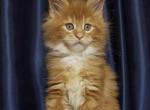 Candy - Maine Coon Kitten For Sale - Los Angeles, CA, US