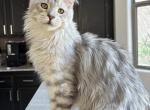 Caesar - Maine Coon Kitten For Sale - Las Vegas, NV, US