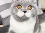 Queen Bee - British Shorthair Kitten For Sale - Los Angeles, CA, US