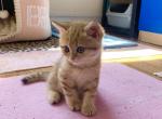 Leon - British Shorthair Kitten For Sale - New York, NY, US