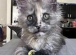 Fantasy - Maine Coon Kitten For Sale - 