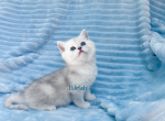 Scottish silver chinchilla straight kittens - Scottish Straight Kitten For Sale - Thornton, CO, US