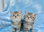 Scottish Straight kittens - Scottish Straight Kitten For Sale - Thornton, CO, US