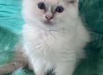 Macy - Ragdoll Kitten For Sale - Bushnell, FL, US
