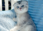 Silver Scottish fold male kitten - Scottish Fold Kitten For Sale - Thornton, CO, US