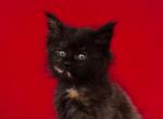 Easy Love - Maine Coon Kitten For Sale - Brooklyn, NY, US