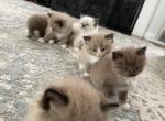 Luna 1 - Ragdoll Kitten For Sale - 