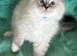 Maddie - Ragdoll Kitten For Sale - Bushnell, FL, US