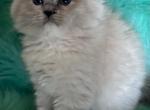Daisy - Ragdoll Kitten For Sale - Bushnell, FL, US