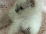 Macie girl - Ragdoll Kitten For Sale - Bushnell, FL, US