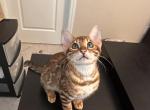 Female Bengal 1 - Bengal Kitten For Sale - 