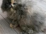 CFA Blue tortie persian kitten - Persian Kitten For Sale - Woodburn, IN, US