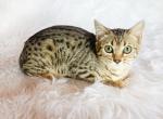 Baby Brown Spotted Bengal Kitten - Bengal Kitten For Sale - 