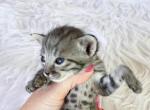 Rhett Silver Spotted Savannah Kitten - Savannah Kitten For Sale - 