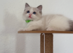 TICA ragdoll - Ragdoll Kitten For Sale - Corona, CA, US