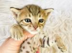 Ashley Brown Spotted Savannah Kitten - Savannah Kitten For Sale - 