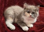 Blue Mink Tortie Ragdoll PRICE REDUCED - Ragdoll Kitten For Sale - Rochester, MA, US