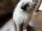 Elfie - Ragdoll Kitten For Sale - 