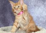 Nelly - Maine Coon Kitten For Sale - Staten Island, NY, US