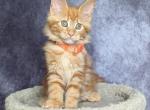 Nikki - Maine Coon Kitten For Sale - 