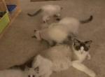 Tucson o1 - Ragdoll Kitten For Adoption - 