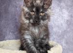 Nikolas - Maine Coon Kitten For Sale - Staten Island, NY, US