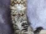 Nelson - Maine Coon Kitten For Sale - Staten Island, NY, US