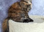 Nastya - Maine Coon Kitten For Sale - 