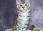 Natasha - Maine Coon Kitten For Sale - 