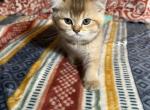 Lori - British Shorthair Kitten For Sale - Dallas, TX, US