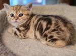 Luiza - Scottish Straight Kitten For Sale - Philadelphia, PA, US