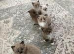 Luna3 - Ragdoll Kitten For Sale - 