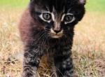 Tara - Maine Coon Kitten For Sale - Columbus, GA, US