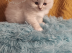 GOOSIE and ROCCO - Ragdoll Kitten For Sale - 