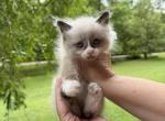 Lovable - American Bobtail Kitten For Sale