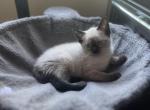 Maggie - Siamese Kitten For Sale - Manchester, CT, US