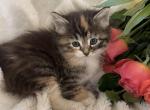 Calico girl - Manx Kitten For Sale - Battle Ground, WA, US