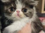 Camie's female - Exotic Kitten For Sale - Conroe, TX, US