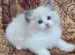 Dakota - Ragdoll Kitten For Sale - Port Orange, FL, US