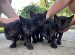 Korn Ja Kittens - Asian Kitten For Sale