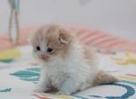 Cream bicolor Highland Fold girl - Scottish Fold Kitten For Sale - Spokane, WA, US