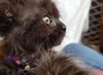 Dolly Tiffany Chantilly about 9 weeks - Chantilly-Tiffany Kitten For Sale - 