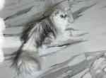 Sterling CFA and TICA Registered - Persian Kitten For Sale - Iron Station, NC, US