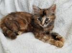 TORTOISESHELL very LOVING - Domestic Kitten For Sale - 