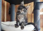 Yuji - Maine Coon Kitten For Sale - Hollywood, FL, US