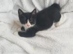 Lilly Tuxedo female - Domestic Kitten For Sale - 