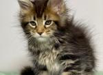 Emilia Polydactyl - Maine Coon Kitten For Sale - Miami, FL, US